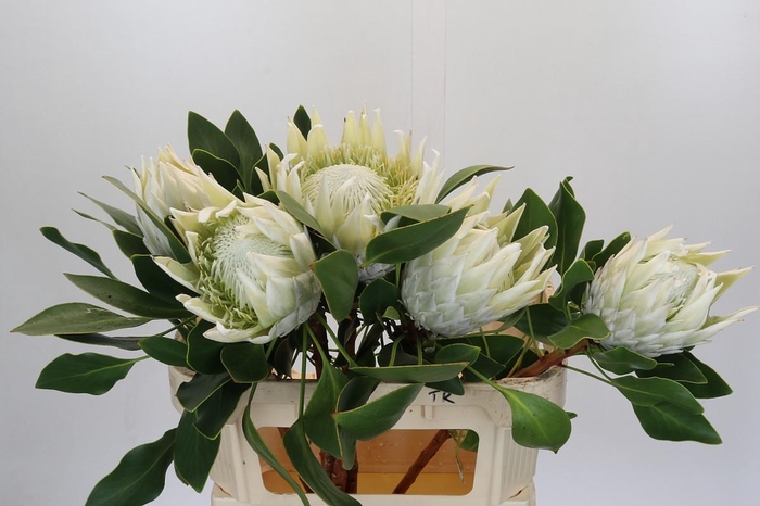 <h4>Protea Cyn. Ayoba Arctic Ice</h4>