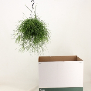 Rhipsalis cassutha Cassera (Cites) 15Ø 35cm