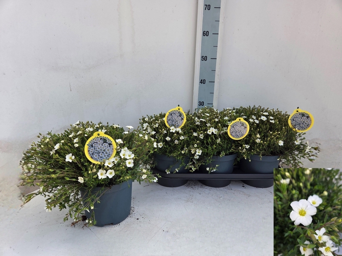 <h4>AREN MONTANA</h4>