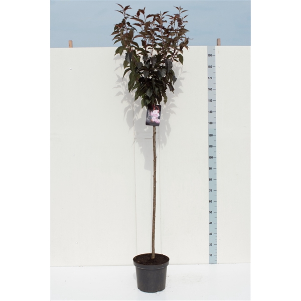 <h4>Prunus serrulata 'Royal Burgundy' 120ST</h4>