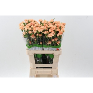 Di Tr Danny gold x20