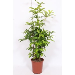 Dracaena surculosa