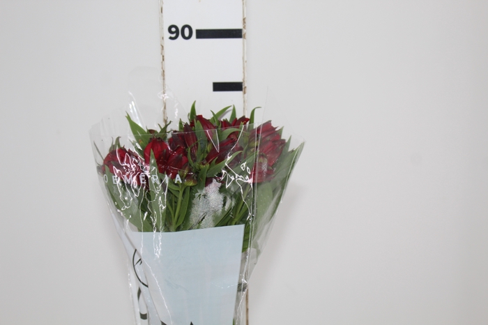 <h4>ALSTROEMERIA NATALYA 080 CM</h4>