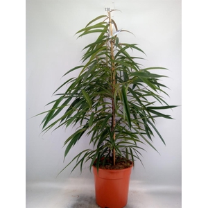 Ficus binn. 'Alii'