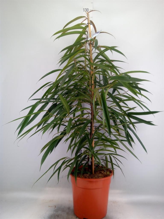 <h4>Ficus binn. 'Alii'</h4>