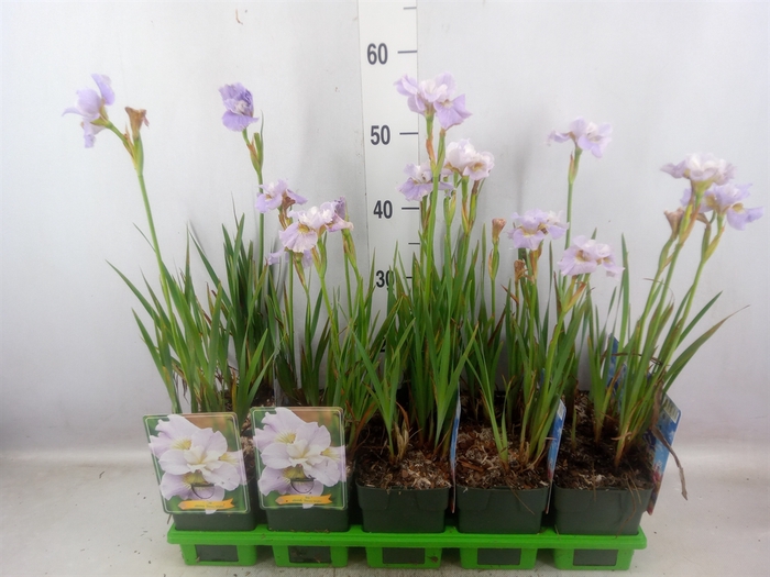 <h4>Iris sibirica</h4>