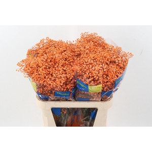 Gy Xlence Dark Orange Tinted 40gr
