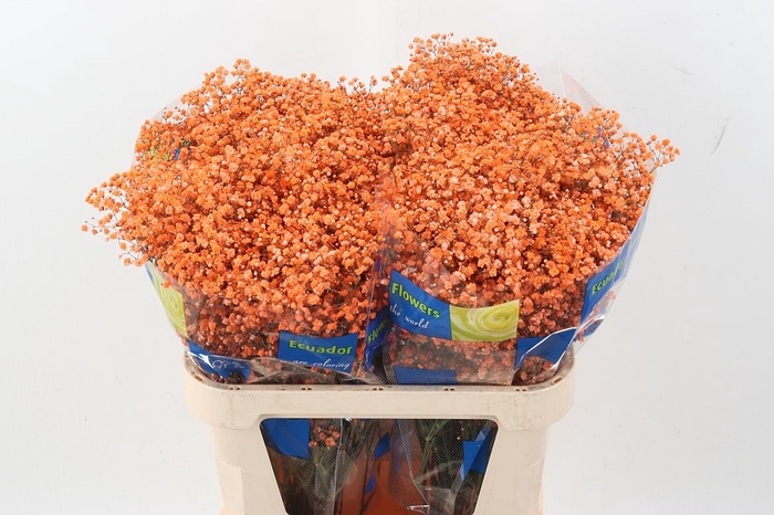 <h4>Gy Xlence Dark Orange Tinted 40gr</h4>