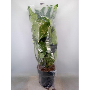 Monstera delic. 'Thai Constellatio'