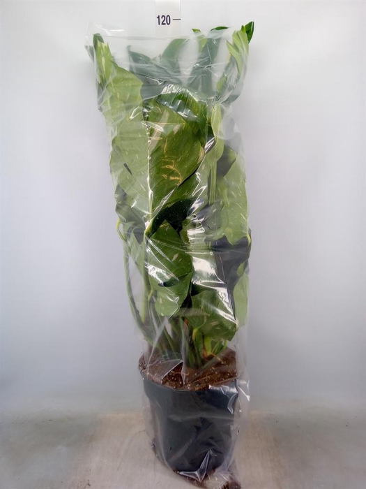 <h4>Monstera delic. 'Thai Constellatio'</h4>