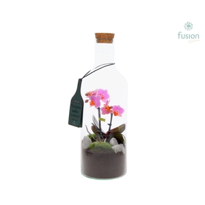 Green Bottle Fles Medium met Phalaenopsis 24 uur levertijd