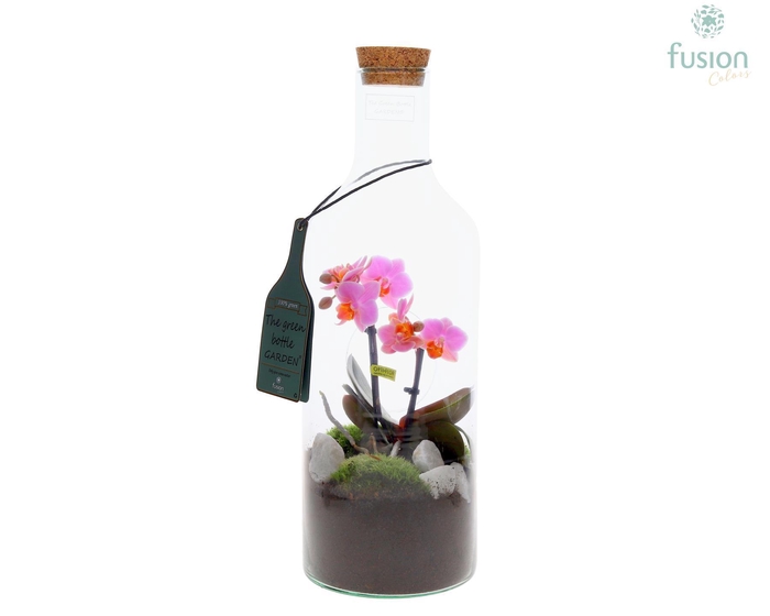 <h4>Green Bottle Fles Medium met Phalaenopsis 24 uur levertijd</h4>