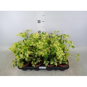 Schefflera arbor. 'Janine'