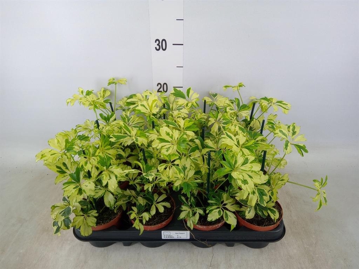 <h4>Schefflera arbor. 'Janine'</h4>