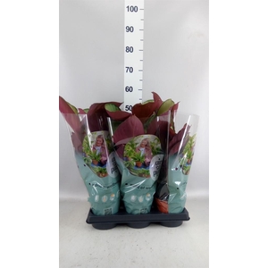 Calathea roseopicta 'Silverplate'