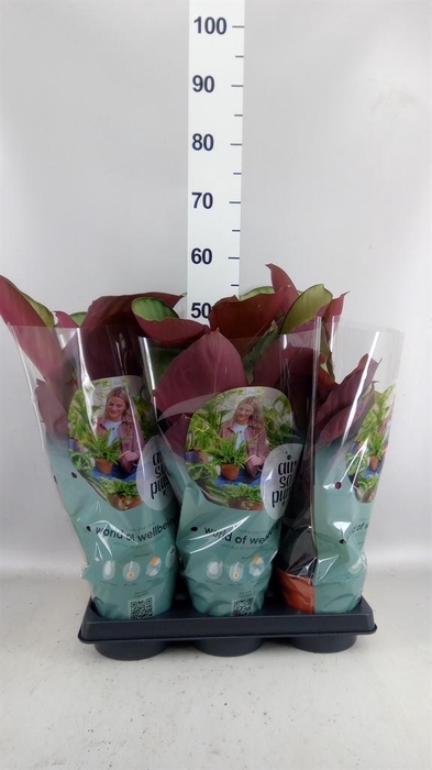 <h4>Calathea roseopicta 'Silverplate'</h4>