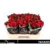 R Gr Tacazzi