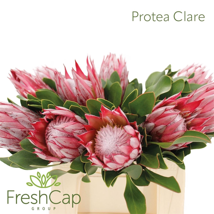 <h4>Protea Clare</h4>
