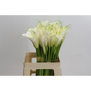 Zantedeschia Eydolls White