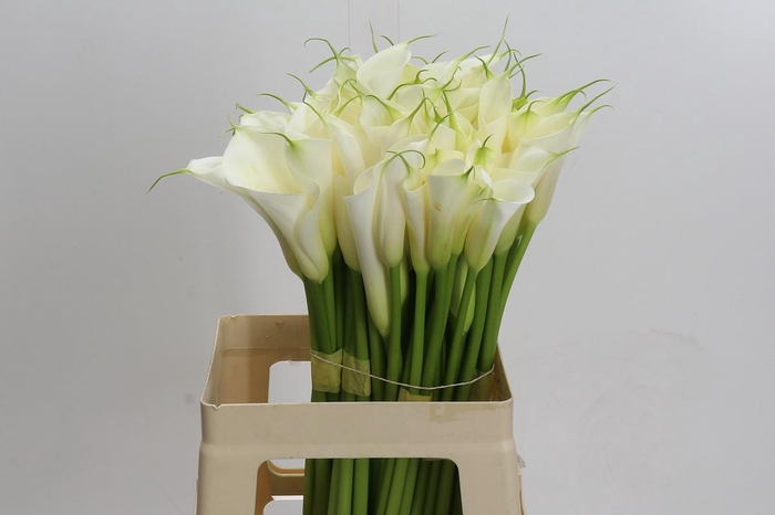 Zantedeschia Eydolls White