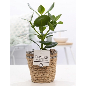 Clusia Rosea Princess in P&PURE Basket 6