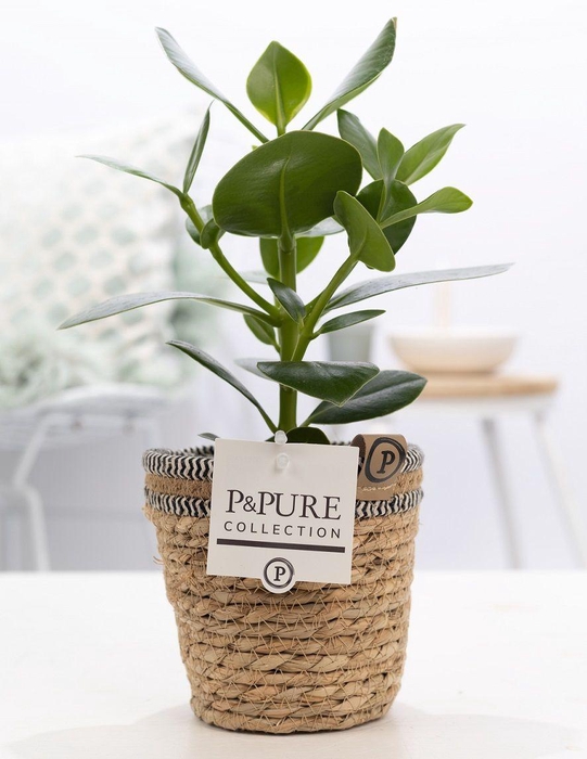 <h4>Clusia Rosea Princess in P&PURE Basket 6</h4>