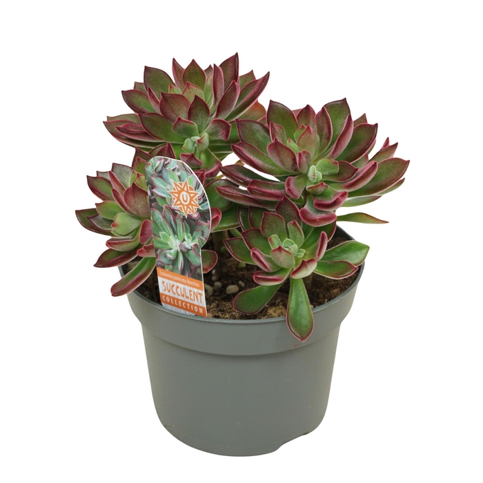 <h4>Echeveria pulvinata 'Devotion'</h4>