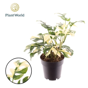 Rhaphidophora Tetrasperma Variegata 14cm