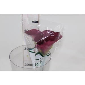 CALLA PROMISE 040 CM