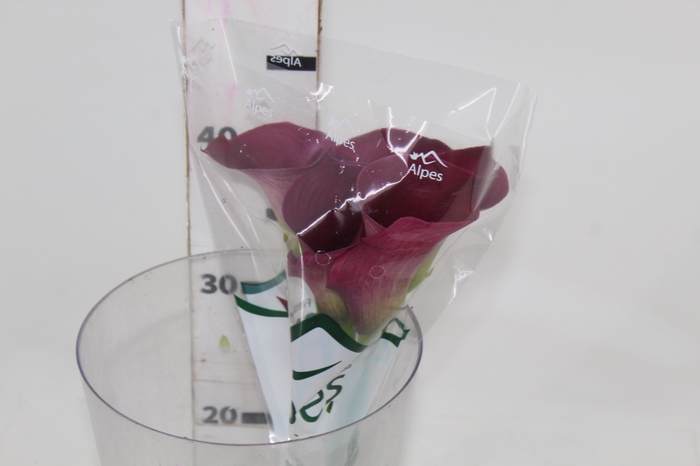 <h4>CALLA PROMISE 040 CM</h4>