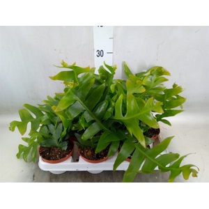 Epiphyllum   ...