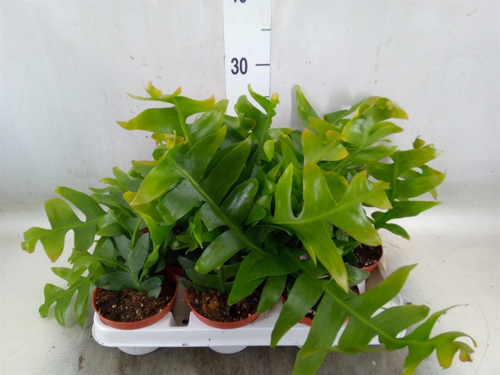 <h4>Epiphyllum   ...</h4>