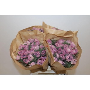 Anem Marianne Powder Wine Red