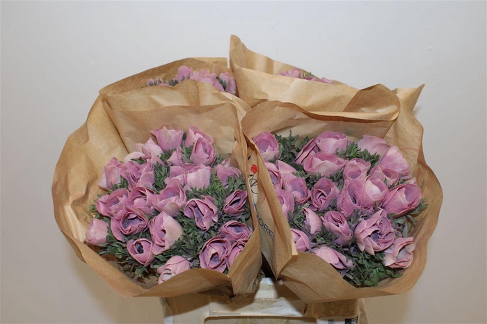 <h4>Anem Marianne Powder Wine Red</h4>