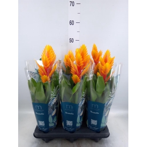 Vriesea  'Intenso Flame'