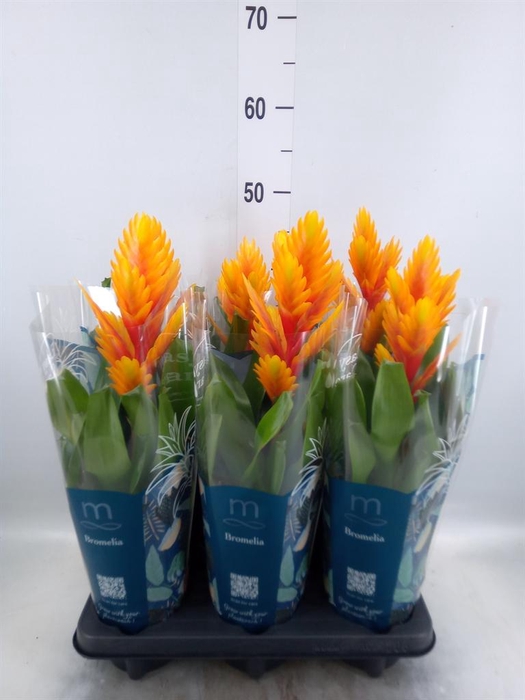 <h4>Vriesea  'Intenso Flame'</h4>
