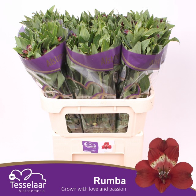 Maxi Flower Webshop