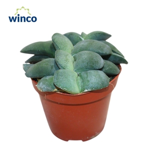 Gasteria Armstrongii Group