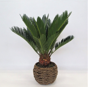 Cycas in gevlochten caryota pot