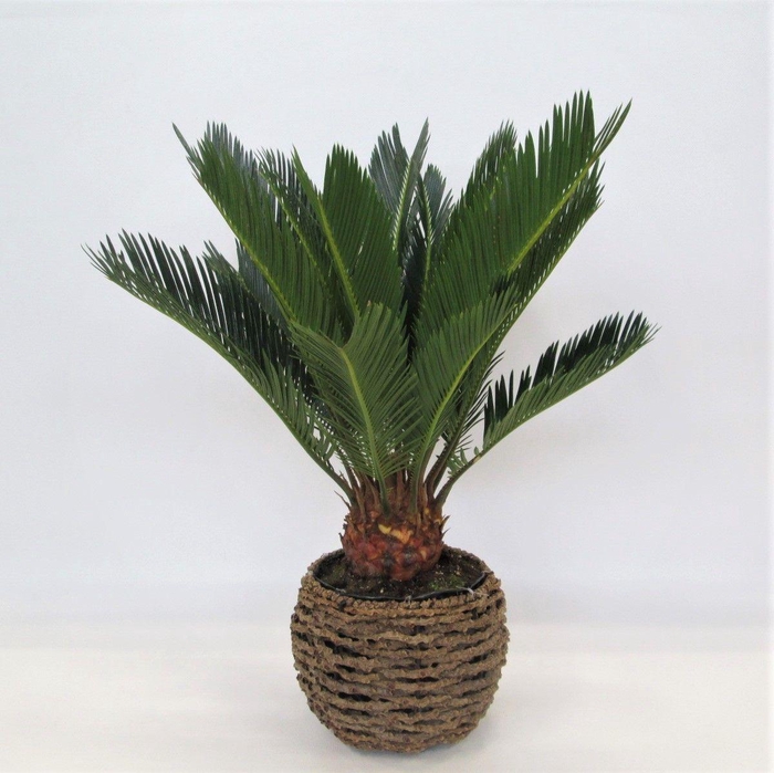<h4>CYCAS REVOLUTA</h4>