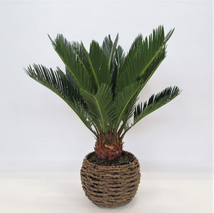 <h4>Cycas in gevlochten caryota pot</h4>