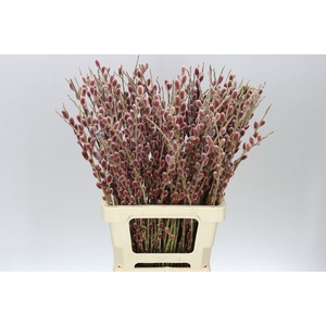 Salix G Pink Cushion
