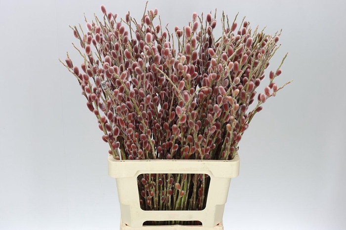 <h4>Salix G Pink Cushion</h4>