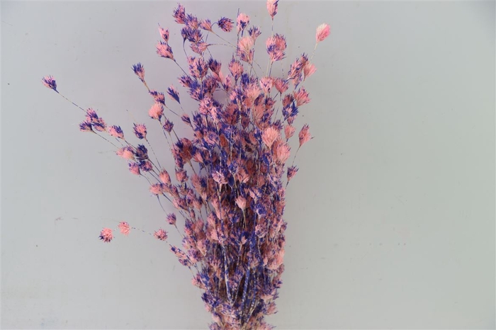 Dried Artz Wheep Bamboo Da Vinci Bunch