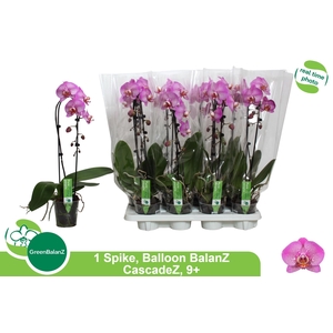 PHAL EL CASCADE
