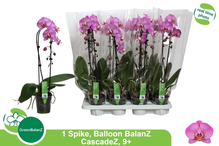 <h4>PHAL EL CASCADE</h4>