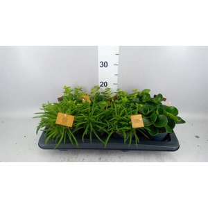 Peperomia   ...mix