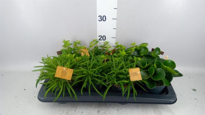 <h4>Peperomia   ...mix</h4>