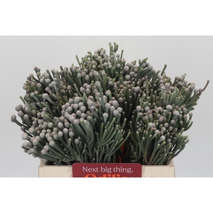 Kaaps Groen Silver Brunia