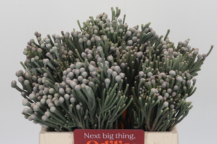 <h4>Kaaps Groen Silver Brunia</h4>